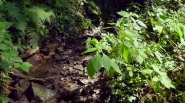 Arka plan için güzel yeşil ormanın manzaralı görüntüleri