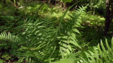 Eğreltiotunun yakın çekim görüntüleri arka plan için güzel yeşil ormanlar bırakıyor.