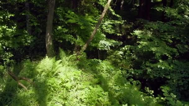 Nahaufnahmen Von Farnen Hinterlassen Schöne Grüne Wälder Als Hintergrund — Stockvideo