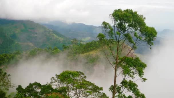 Sri Lanka - Uitzicht op de vallei van bovenaf met wolken die oprijzen achter hoge bomen. — Stockvideo