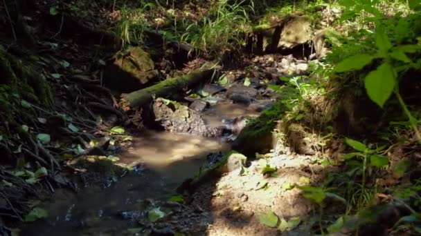 Nahaufnahmen Von Kleinen Fluss Schönen Grünen Wald Als Hintergrund — Stockvideo