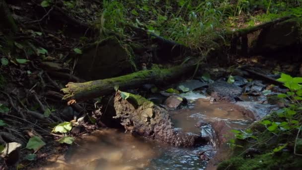 Nahaufnahmen Von Kleinen Fluss Schönen Grünen Wald Als Hintergrund — Stockvideo