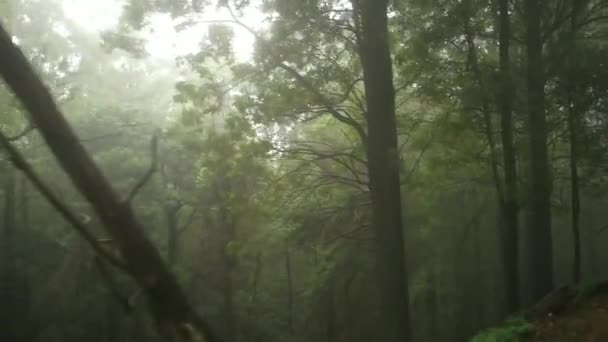 Sri Lanka - Slow motion view från höglandet tåg som går igenom dimma i skogen. — Stockvideo