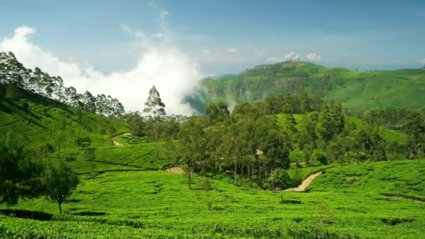 Sri Lanka - januari 2016: Uitzicht op vallei met weelderige plantages. Langzame beweging panning. — Stockvideo