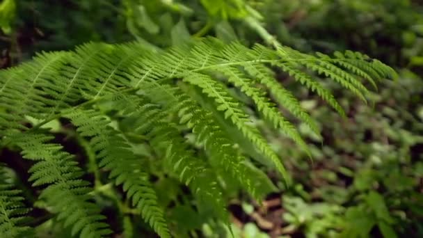 Närbilder Ormbunksblad Vacker Grön Skog För Bakgrund — Stockvideo