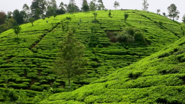 Sri Lanka - Plantații de ceai frumoase pe dealuri cu pluckeri care lucrează. Lovitură lungă . — Videoclip de stoc