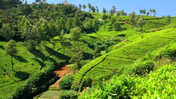 Vista sulla valle verde con piantagioni di tè. Sri Lanka 2016 — Video Stock