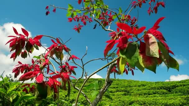 Poinsettia strom na čajové plantáži. Srí Lanka. 2016 — Stock video