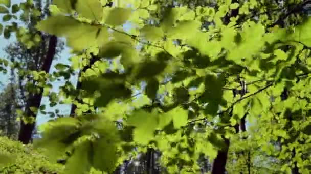 Szenische Aufnahmen Von Schönen Grünen Wäldern Als Hintergrund — Stockvideo