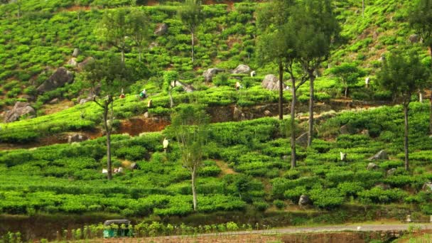 Sri Lanka - Theeplantages op de heuvel met plukkers en auto riksja passerend. — Stockvideo