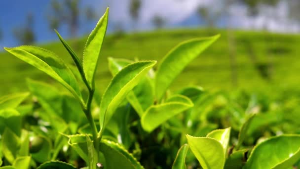Čaj opouští zblízka. Srí Lanka, čajové plantáže. 4K reslolution mělká hloubka pole. — Stock video
