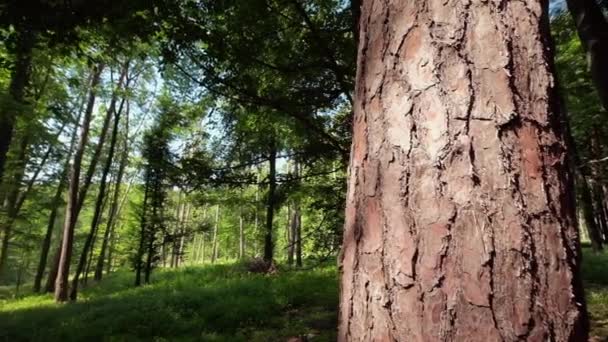 Riprese Panoramiche Bella Foresta Verde Sfondo — Video Stock