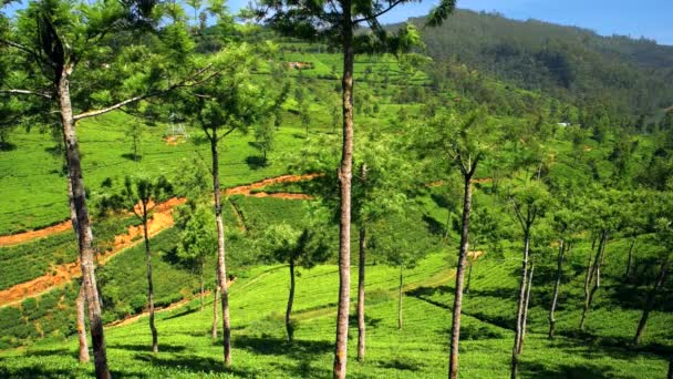 茶畑や背の高い木と緑の谷の眺め。スリランカ — ストック動画