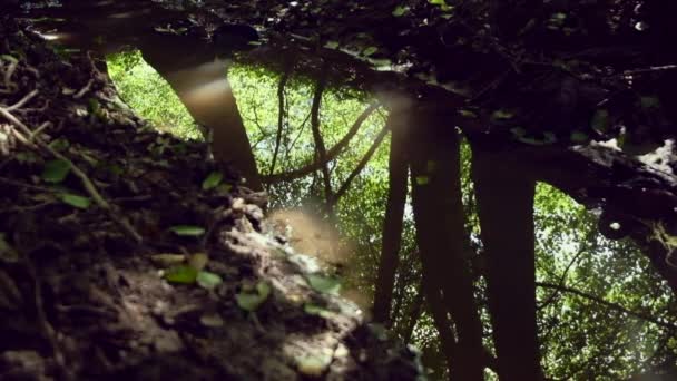 小河美丽绿色森林的特写镜头作为背景 — 图库视频影像