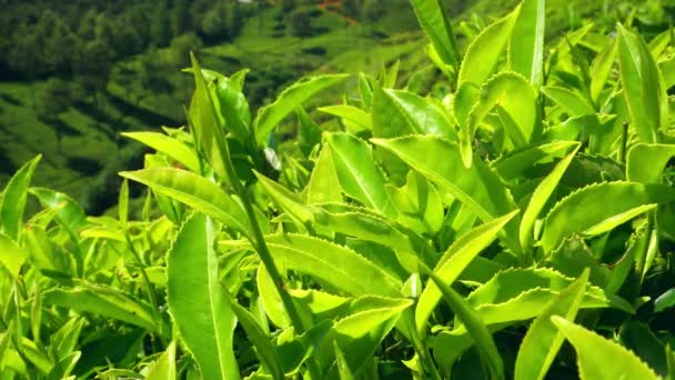 Чайне листя закривається. Чайні плантації Шрі-Ланки. 4K relolution — стокове відео