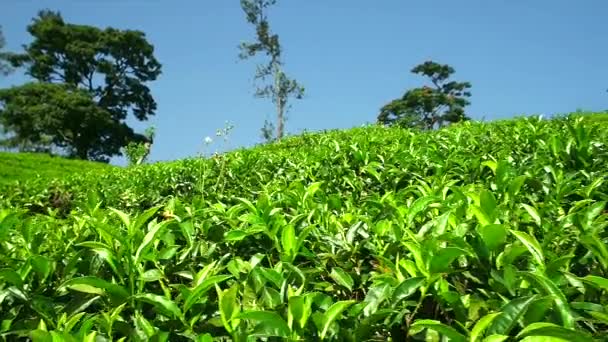 Vista de la plantación de té contra el cielo azul. Sri Lanka. Primer plano panorámica. — Vídeo de stock