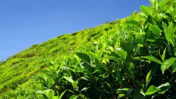 Teaültetvény közelről. Tea levelek mozognak a szélben. Srí Lanka. 2016. 4K felbontás közelről. — Stock videók