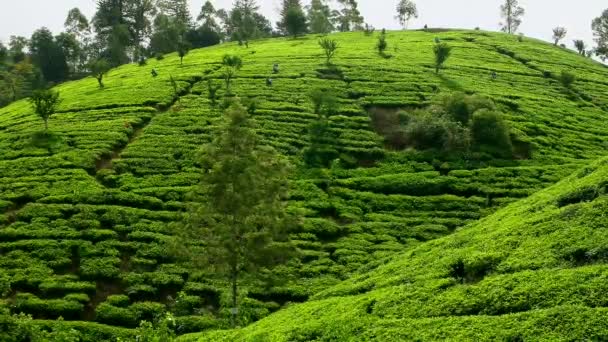 Sri Lanka - Janvier 2016 : plantations de thé avec cueillettes. Zoom arrière. — Video