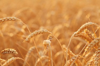 Yaz saati hasat için. Altın başak buğday hasat için hazırsınız demektir. Hasat kavramı. Buğday alanının arka plan.