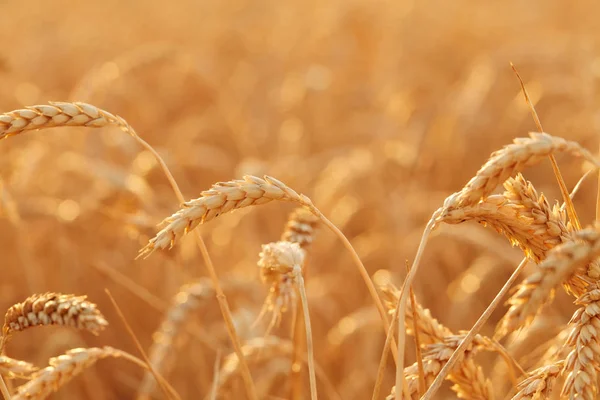 Yaz saati hasat için. Altın başak buğday hasat için hazırsınız demektir. Hasat kavramı. Buğday alanının arka plan.