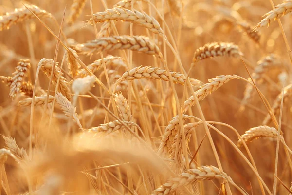 Yaz saati hasat için. Altın başak buğday hasat için hazırsınız demektir. Hasat kavramı. Buğday alanının arka plan.