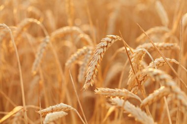 Yaz saati hasat için. Altın başak buğday hasat için hazırsınız demektir. Hasat kavramı. Buğday alanının arka plan.