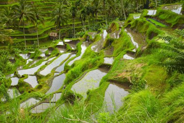 Bali güzel pirinç Teras