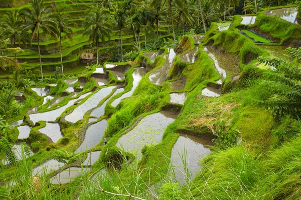 Nice Rice Terrace Bali — Stock Photo, Image