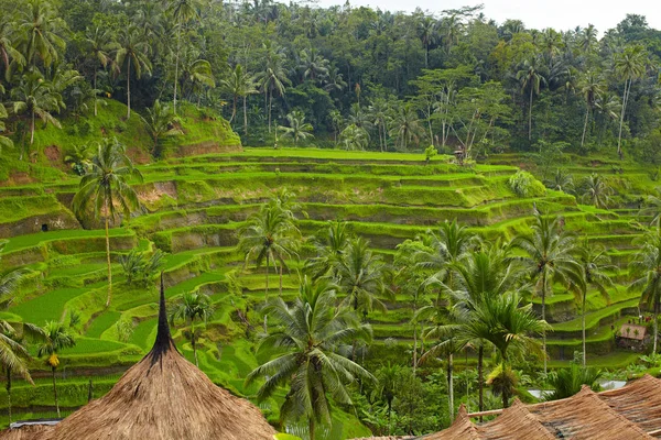 Nice Rice Terrace Bali — Stock Photo, Image