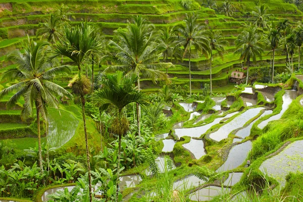 Nice Rice Terrace Bali — Stock Photo, Image