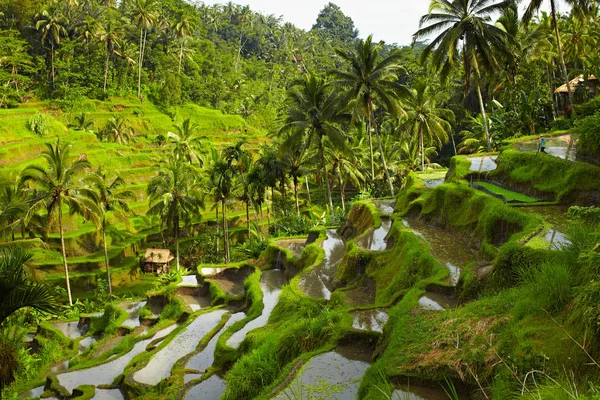 Nice Rice Terrace Bali — Stock Photo, Image