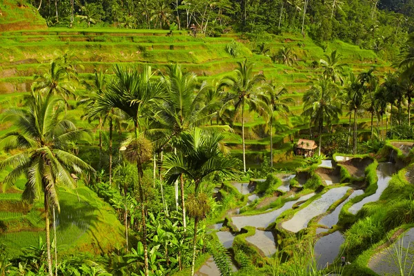 Nice Rice Terrace Bali — Stock Photo, Image