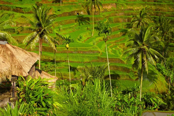Nice Rice Terrace Bali — Stock Photo, Image