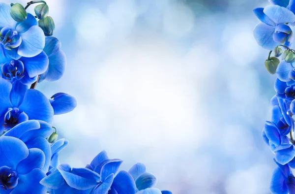 Strauß Blauer Orchideen Auf Dem Boden — Stockfoto