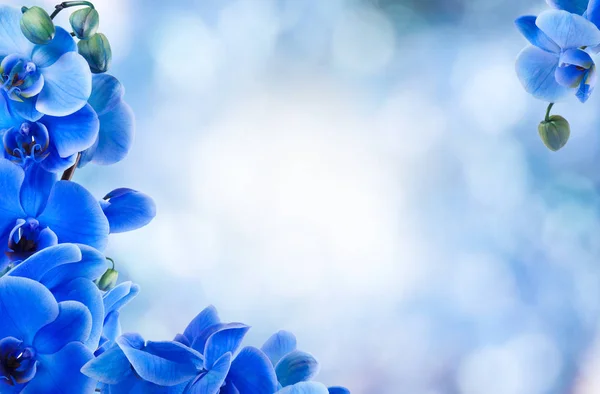 Bouquet Orchidee Blu Sul Fondo — Foto Stock