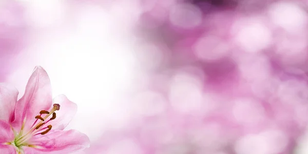 Roze Bloemen Achtergrond Met Lelie — Stockfoto