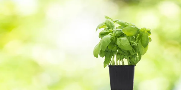 Friss Bazsalikom Természetes Zöld Háttér Növények Fűszerek Fűszerekkel — Stock Fotó