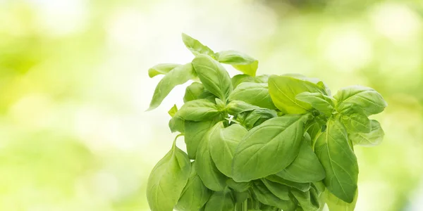 Färsk Basilika Naturlig Grön Bakgrund Växter Smaktillsatser Och Kryddor — Stockfoto