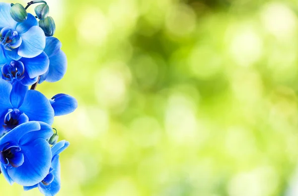 緑の背景に青の蘭の花の背景 — ストック写真