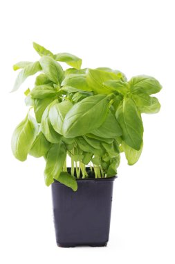 saksı fesleğen bitki beyaz