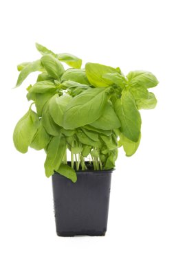 saksı fesleğen bitki beyaz