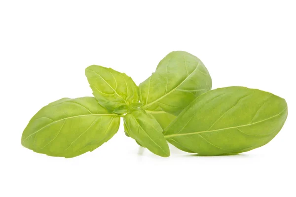 Natural Basil Leaves Isolated White Background — Stock Photo, Image