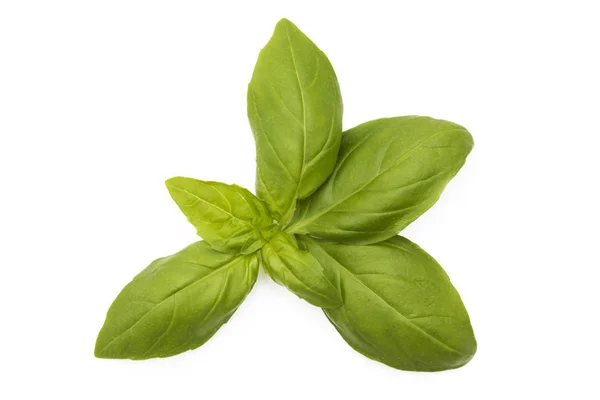 Isolated Green Basil Leaves — Stock Photo, Image
