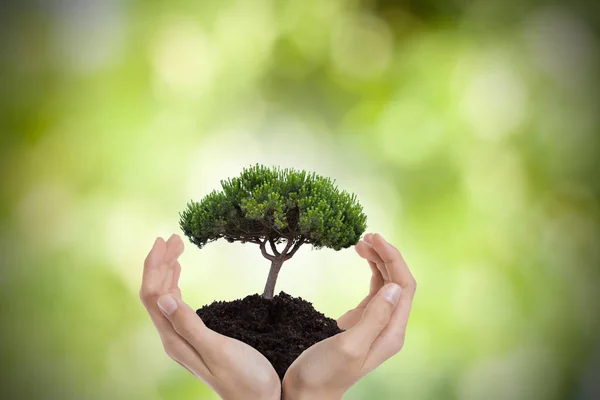 Árbol Las Manos Medio Ambiente Protección Naturaleza — Foto de Stock