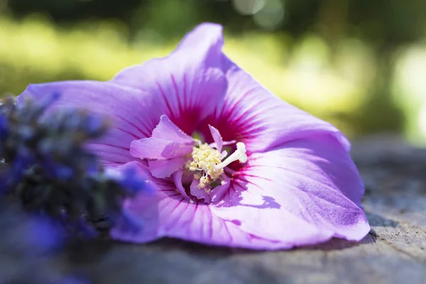 Flor Lilás Ambiente Natural — Fotografia de Stock