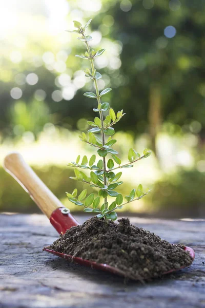 Gartenschaufel Mit Pflanze Oder Bäumchen — Stockfoto
