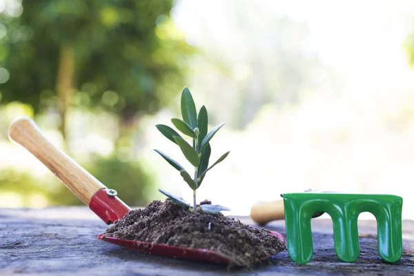 Jardim Com Planta Broto — Fotografia de Stock