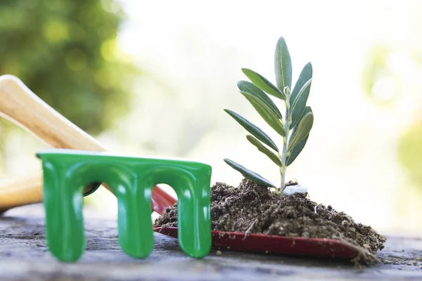 Gartenschaufel Mit Pflanze Oder Bäumchen — Stockfoto