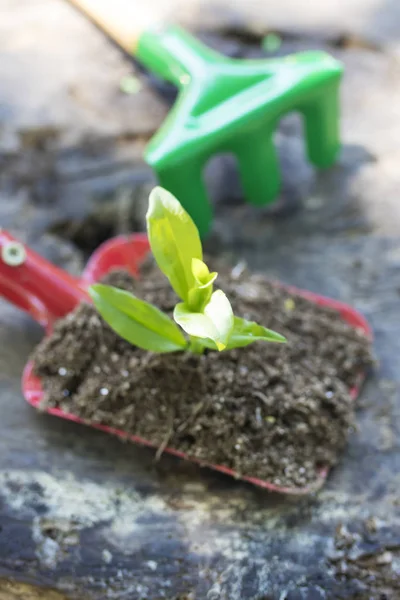 园艺工具和年轻盆栽植物 — 图库照片