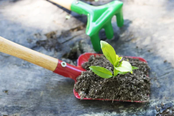 Gartengeräte Und Junge Topfpflanze — Stockfoto